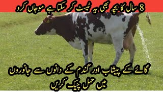 Easy pregnancy test II Check pregnancy of animals at home II Pregnancy test from urine of animals
