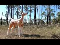 Inflatable Deer Toy From Intex Inflatable Deer Toy From Intex