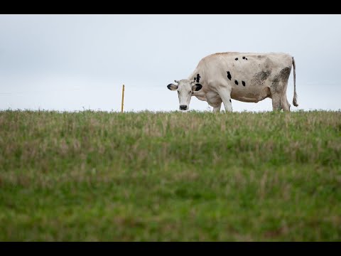 Video: Kaip Gyvena ūkininkai