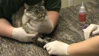 VETT 220 Task 19- Cephalic Venipuncture on a Feline