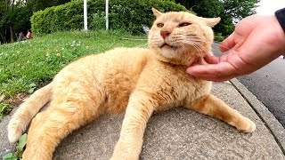 年老いた茶トラ猫をモフると、「極楽だニャ〜」と転げ回って喜んでくれた