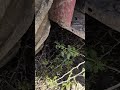 क्या कहता था अमेरिका