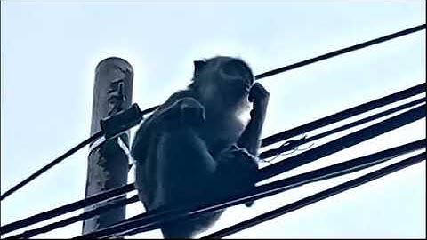 MONYET LIAR DUDUK SANTAI DI ATAS KABEL LISTRIK