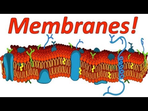 Cell Membranes Rap