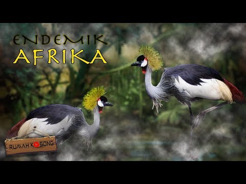 Video: Temukan Burung Kenya, Afrika