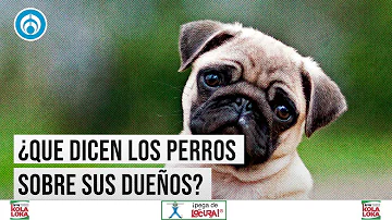 ¿Puede un perro reconocer a su dueño en el espejo?