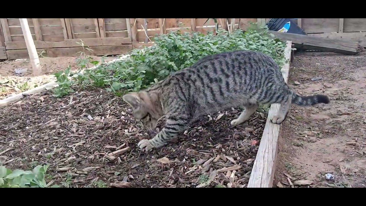 Cute little cat playing in the garden. Gatita jugando en el Jardin 