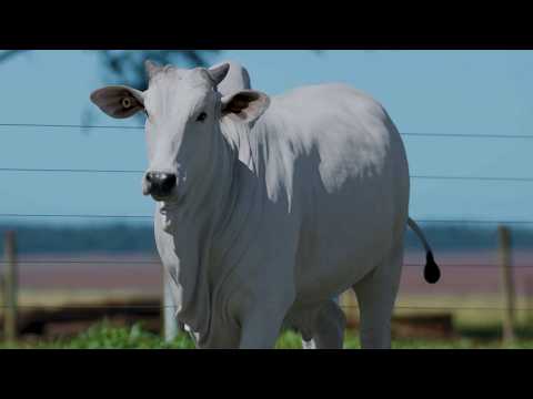 LOTE 05 - CSCF 8743