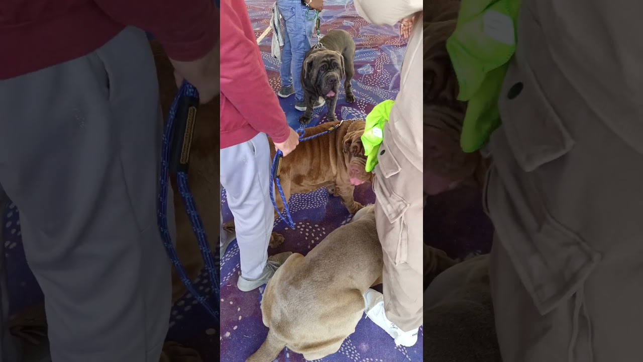 bulk like hulk 🧟‍♂️ 