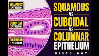 Squamous vs Cuboidal vs Columnar Epithelium Histology Explained