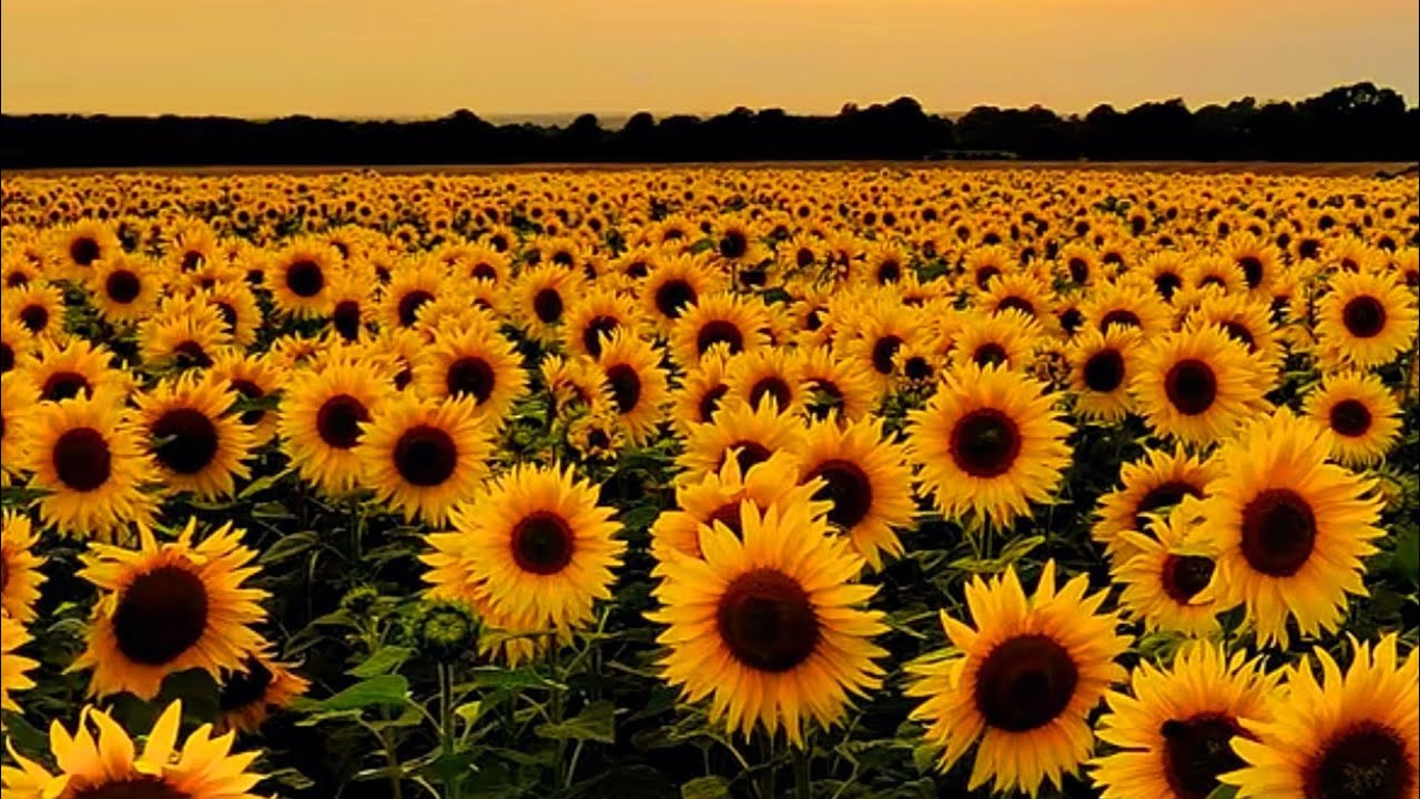 The Life Of Sunflower Planting Growing And Harvesting Sunflower In Modern Agriculture Youtube