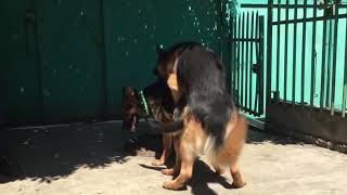 GSD mating (looped) 720p