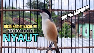 burung cendet gacor BONGKAR ISIAN AMPUH buat PANCINGAN CENDET AGAR BUNYI jadikan BURUNG PENTET GACOR