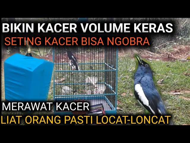 KACER GAK MAU NGOBRA ? KACER VOLUME KECIL ? KACER MAKAN EF RAKUS? KACER GIRAS ? | DR KACER class=