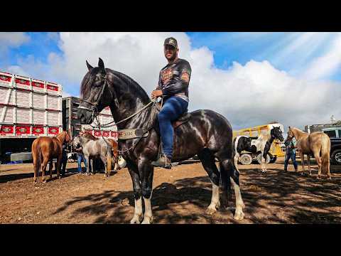 FEIRA DE CAVALOS DE CARUARU PE: UMA TRADIÇÃO NORDESTINA