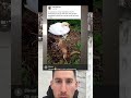 A Fox Attacked Their Nest… and These Swans Fought Back 💥