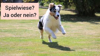 Ist es sinnvoll, mit dem Hund zu einer Hundespielwiese zu gehen? Spielgruppen ja oder nein?