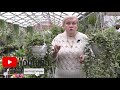 Ivy Hedera Care At Home 
