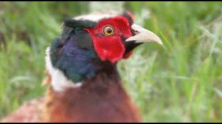 #2 Pheasant Hunting with a Bow full movie