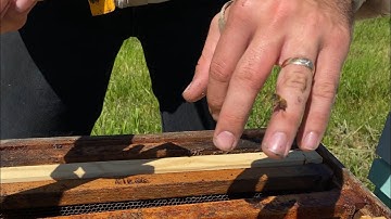 Quick Sting Removal Trick