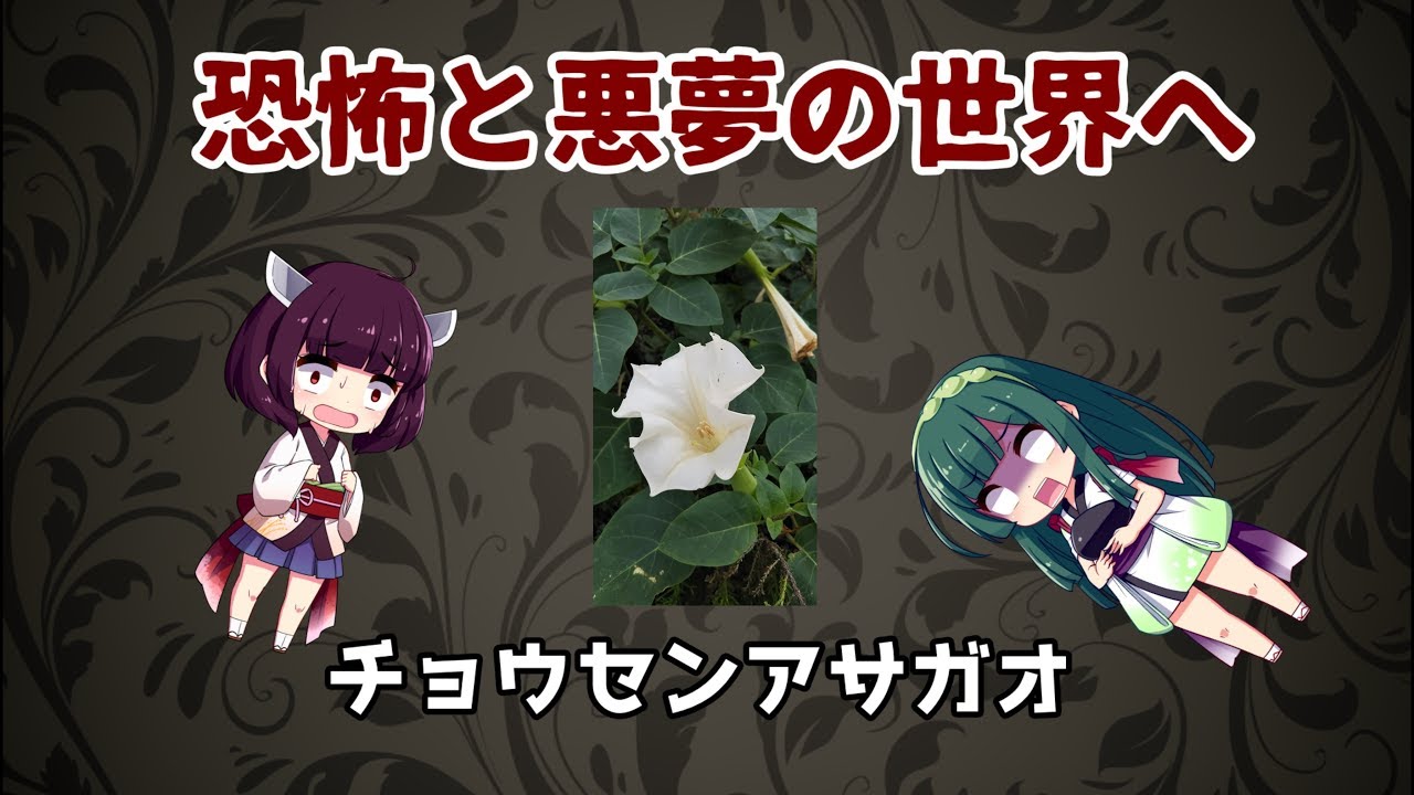 どうしてチョウセンアサガオは キチガイナスビと呼ばれるのか Youtube