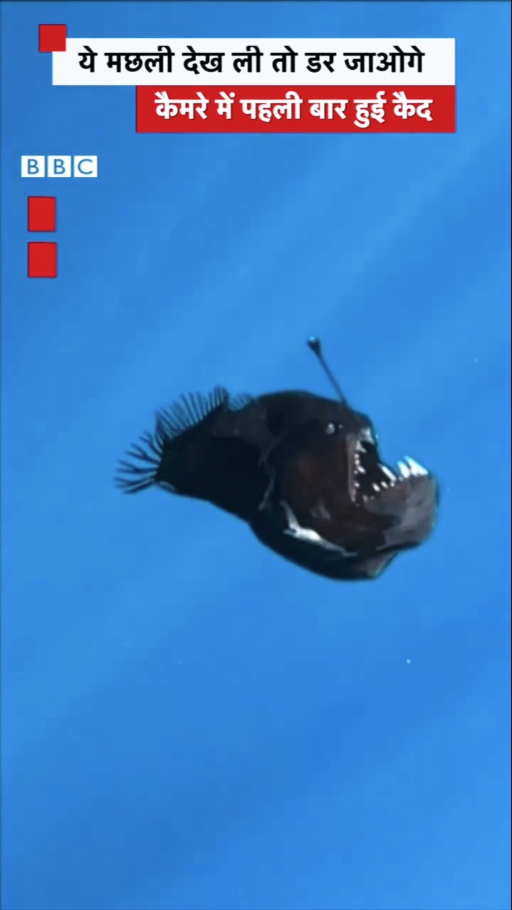 ऐसी मछली आपने पहले नहीं देखी होगी #fish #sea #nature #shorts  (BBC Hindi)