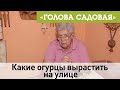 Голова садовая - Какие огурцы вырастить на улице