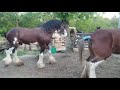 Clydesdale breeding