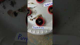 30 minute UrbNatural Seed Soak for JointCustodySeedCo 3 Strain's & Dankamigosseedco 1 Strain