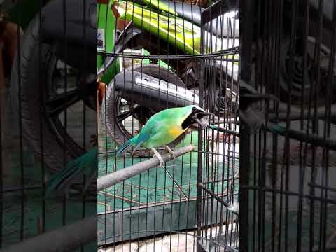 Cucak rante LASER gacor dor owor owor punya om. Michail dari nganjuk