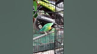 Cucak rante LASER gacor dor owor owor punya om. Michail dari nganjuk