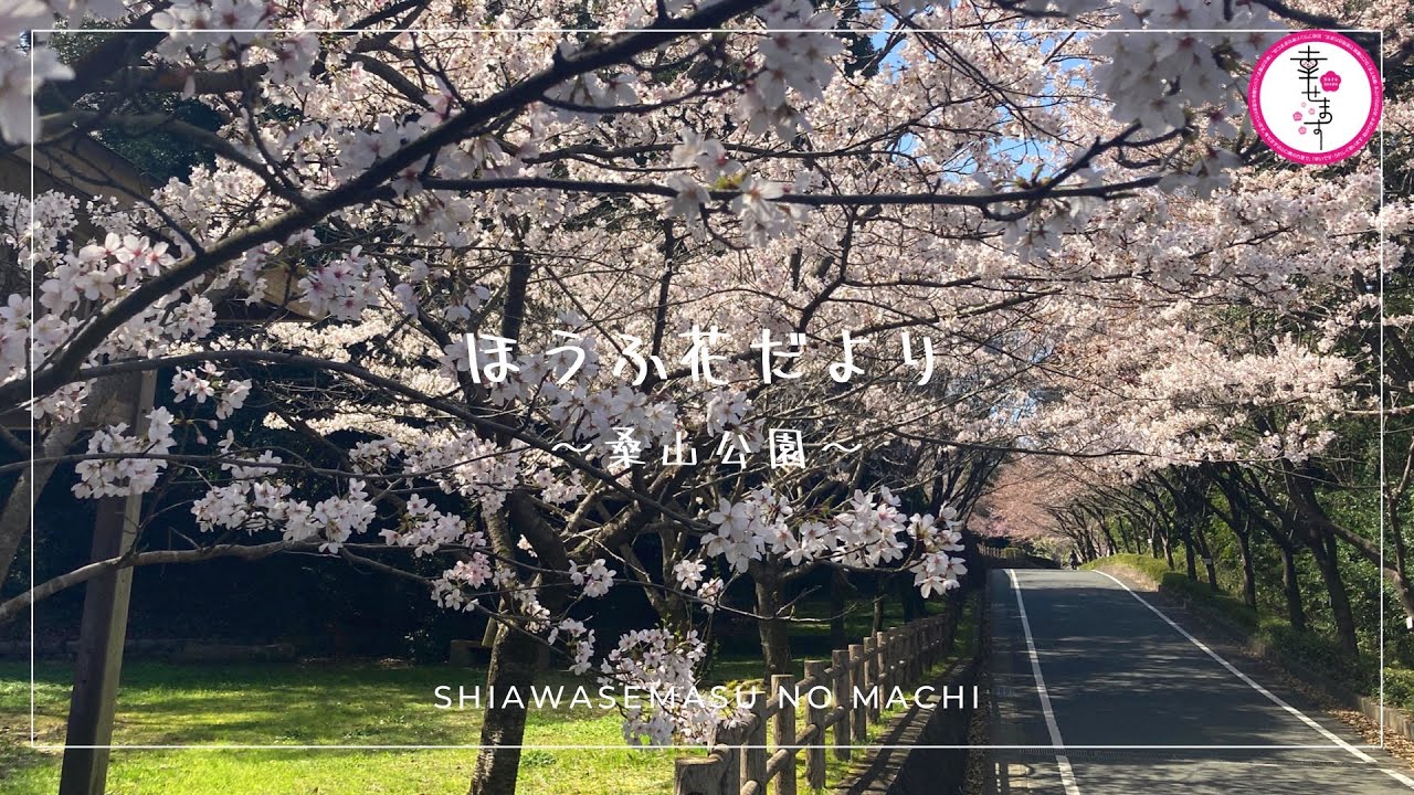 桜 桑山公園の開花状況レポート 21 3 23 桜 桑山公園の開花状況レポート 21 3 23