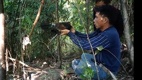 cuab hluas kias mag qaib qus zoo heev12/10/2023