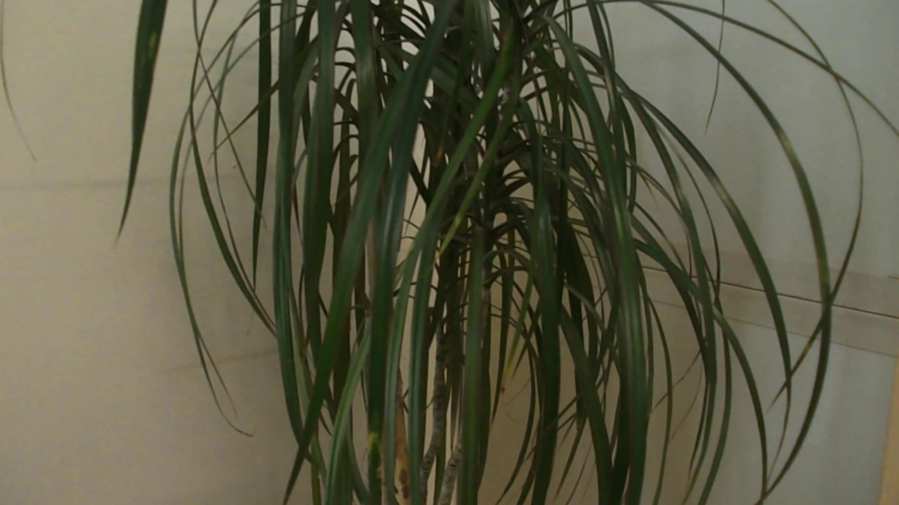 dracena deremensis janet craig Dracaena Deremensis | 10