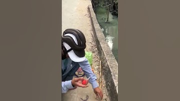 Đi câu cá rô mà nó lạ lắm