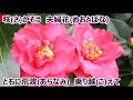 夫婦花/大川栄策 カラオケ