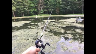 Bass Fishing Algae Covered Pond