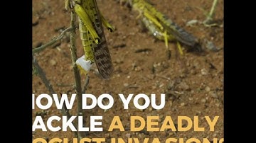 How do you fight a swarm of locusts with a supercomputer?