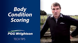 Importance of Body Condition Scoring | PGG Wrightson Tech Tips