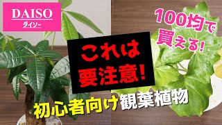知らなきゃ損 大失敗 100均のこの観葉植物が難しい理由 パキラ セロームの植え替え Youtube