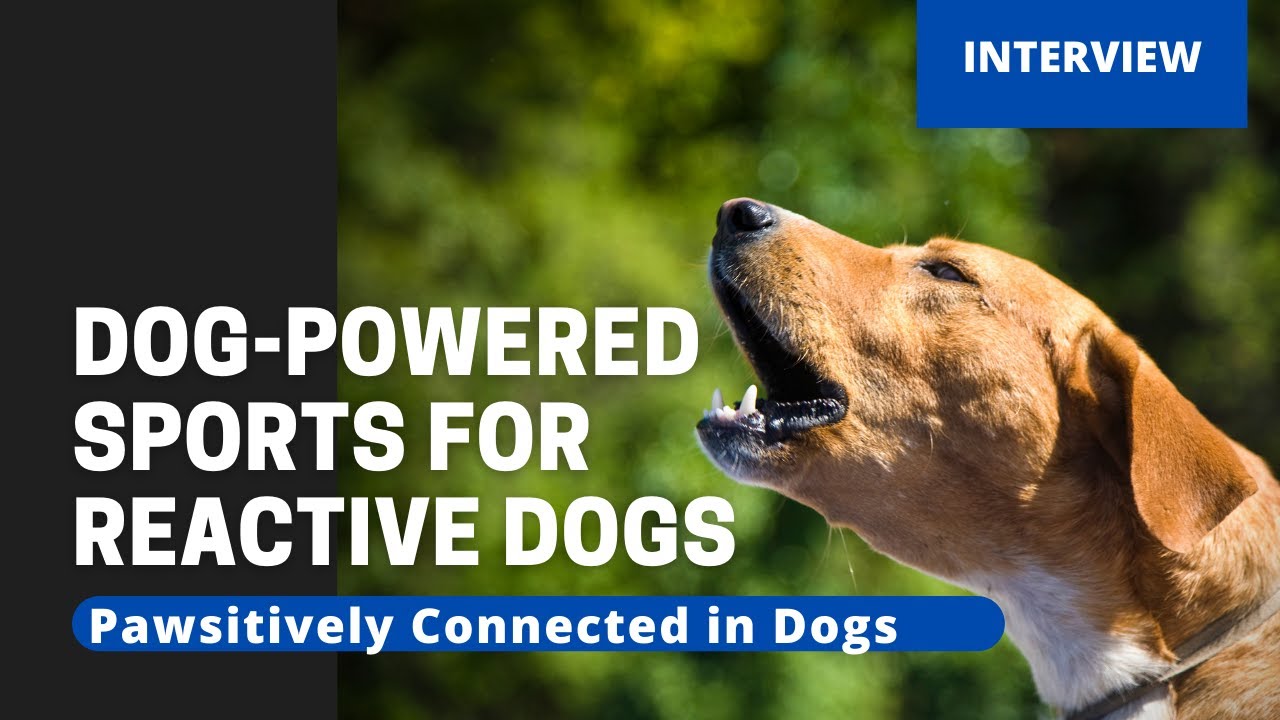 Dog-Powered Sports for Reactive Dogs 