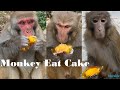 Monkey Eat Cake | Very adorable wildlife | lovely monkey so much | AW