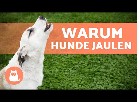 Video: Warum schütteln Hunde, wenn sie nicht nass sind?