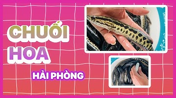 ✅ Cá Chuối Hoa Giống đẹp khu vực Miền Bắc #cagiong Hải Phòng 0938390222 #giathuysan #snakeheadfish