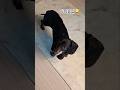 파워힙입??😂😂 #닥스훈트 #어르미 #pets #dog #funny #강아지일상 #ab형 #dogsoftiktok #dogvlogs