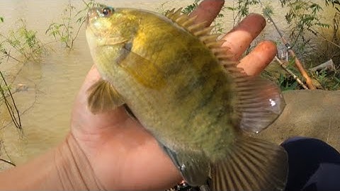 Điểm Câu Mới • Trúng Đậm Bầy Cá Mè Lúi