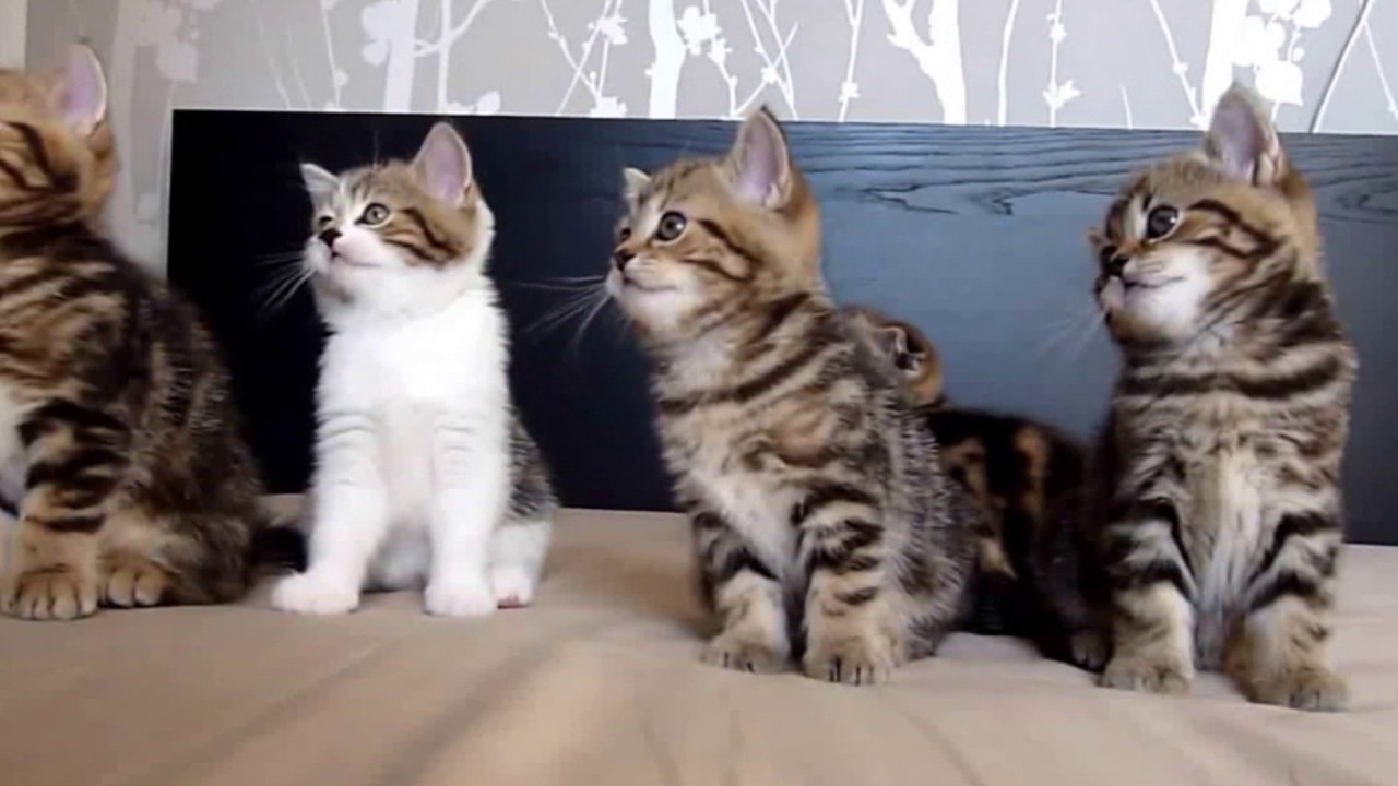 When The Cats Hear My Voices YouTube