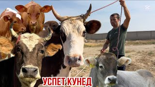 картинка: МОЛХОИ АЛИШЕР МОЛХОИ ШИРИ БО НАРХИ АРЗОН 8 октября 2025 г.