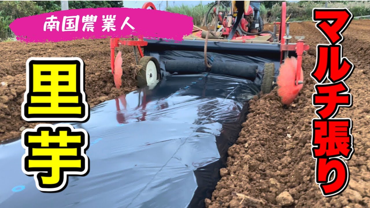 【サトイモ】里芋の植え付け！マルチ張り！『後編』。#里芋 #サトイモ #里芋栽培 #里芋マルチ　#新規就農 #新規就農者 #ヨロン島