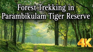 കടവകക കരടകൾകക ഇടയലട ഒര ടരകകങങ Forest Trekking In Parambikulam Tiger Reserve 4K